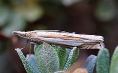 Grass-veneer (Crambus pascuella)