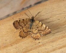 Rannoch Looper (Macaria brunneata)