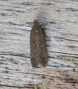 Bryotropha terrella