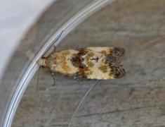 Marbled Conch (Eupoecilia angustana)