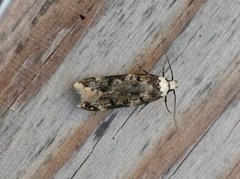 White-shouldered House Moth (Endrosis sarcitrella)