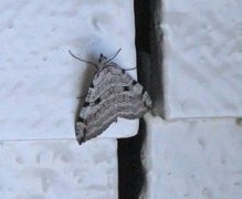 Treble-bar (Aplocera plagiata)