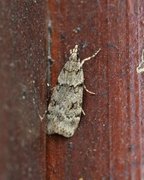 Large Grey (Scoparia subfusca)