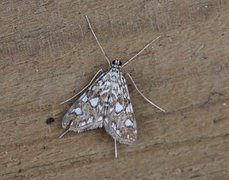 Brown China-mark (Elophila nymphaeata)