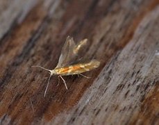 Oreblomstmøll (Argyresthia goedartella)