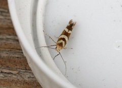 Oreblomstmøll (Argyresthia goedartella)