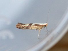 Cherry Fruit Moth (Argyresthia pruniella)