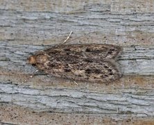 Brown House Moth (Hofmannophila pseudospretella)