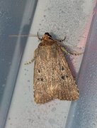 Mouse Moth (Amphipyra tragopoginis)
