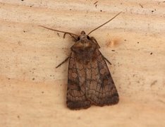 Six-striped Rustic (Xestia sexstrigata)