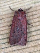 Neglected Rustic (Xestia castanea)