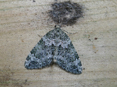 Autumn Green Carpet (Chloroclysta miata)
