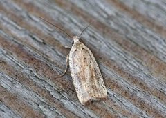 Dark-fringed Flat-body (Agonopterix nervosa)