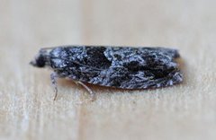 Epinotia cinereana/nisella