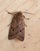 Yellow-line Quaker (Agrochola macilenta)