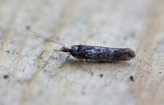 White-shouldered Smudge (Ypsolopha parenthesella)