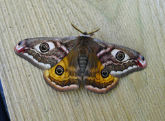 Emperor Moth (Saturnia pavonia)