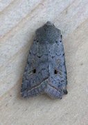 Red-line Quaker (Agrochola lota)