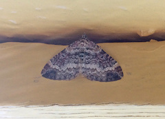 Red Twin-spot Carpet (Xanthorhoe spadicearia)