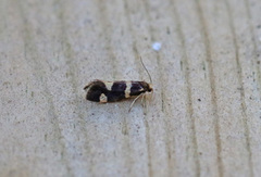 Strawberry Bright (Incurvaria praelatella)