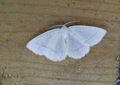 Common White Wave (Cabera pusaria)