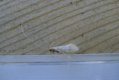 Large Long-horn (Nematopogon swammerdamella)