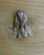 The Saxon (Hyppa rectilinea)