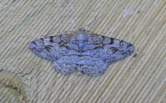 Mottled Beauty (Alcis repandata)