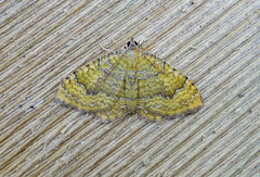 Yellow Shell (Camptogramma bilineata)