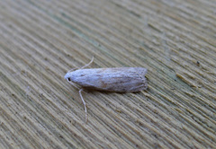 Bee Moth (Aphomia sociella)