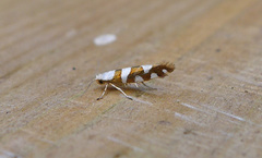 Gold-ribbon Argent (Argyresthia brockeella)