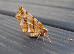 Early Thorn (Selenia dentaria)