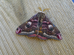 Emperor Moth (Saturnia pavonia)