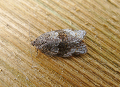 Dark-barred Tortrix (Syndemis musculana)