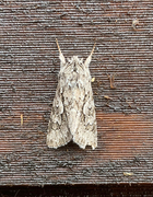 Early Grey (Xylocampa areola)