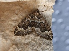 Water Carpet (Lampropteryx suffumata)