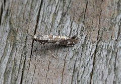Lilac Leafminer (Gracillaria syringella)