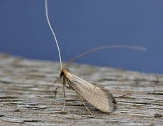 Large Long-horn (Nematopogon swammerdamella)