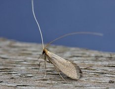 Nematopogon swammerdamella