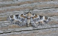 Revebjelledvergmåler (Eupithecia pulchellata)