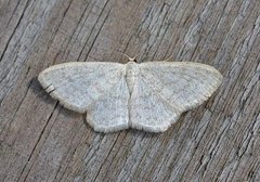 Cream Wave (Scopula floslactata)