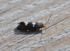 Feathered Bright (Incurvaria masculella)