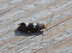 Incurvaria masculella