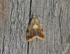 Yellow-spot Tortrix (Pseudargyrotoza conwagana)