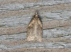 Common Tortrix (Capua vulgana)
