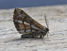 Bordered White (Bupalus piniaria)