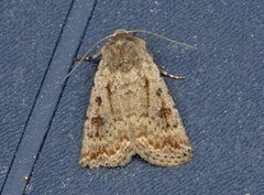 Pale Mottled Willow (Caradrina clavipalpis)