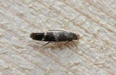 Garden Cosmet (Mompha subbistrigella)