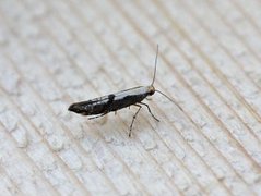 Apple Fruit Moth (Argyresthia conjugella)