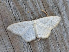 Cream Wave (Scopula floslactata)